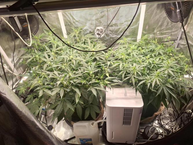 FB42 - Champion line - Mendo Frost Auto. Week 6