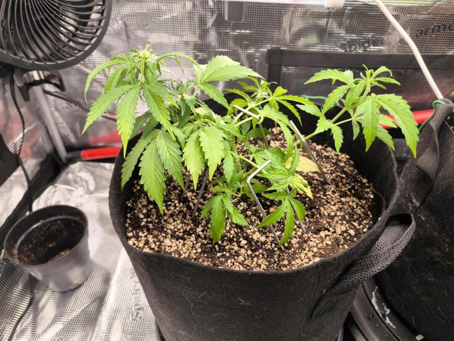 Validation #5 Sticky beast auto. Week 6 - 18/2 huge stress after the transplant she went into flower right away