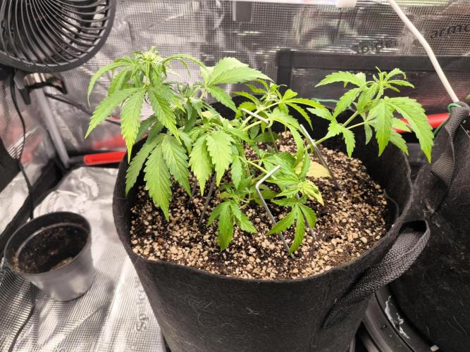 Validation #5 Sticky beast auto. Week 7 - 19/02