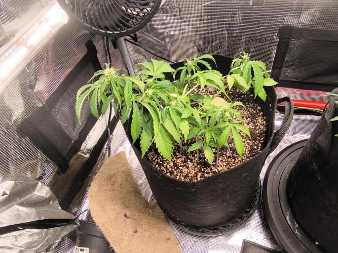 Validation #5 Sticky beast auto. Week 7 - 22/02