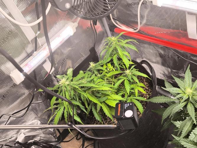 Validation #5 Sticky beast auto. Week 8 - 28/02