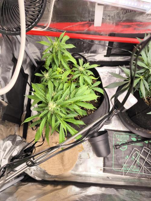 Validation #5 Sticky beast auto. Week 8 - 01/03
