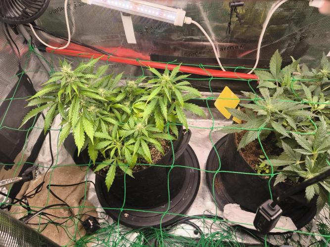 Validation #5 Sticky beast auto. Week 8 - 04/03