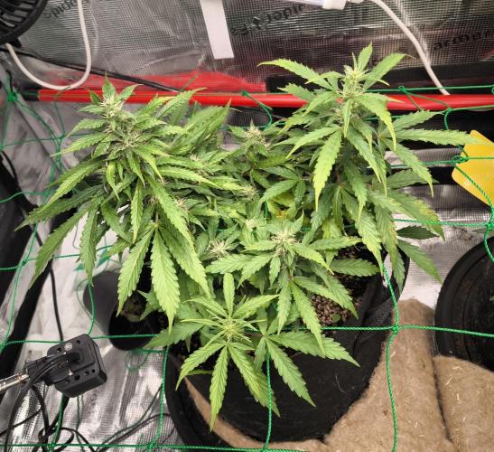 Validation #5 Sticky beast auto. Week 9 - 06/03