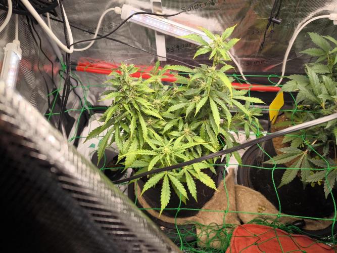 Validation #5 Sticky beast auto. Week 9 - 10/03