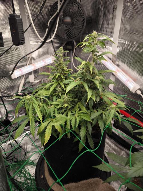 Validation #5 Sticky beast auto. Week 10 - 14/3