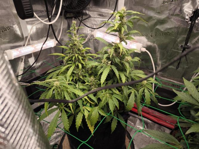 Validation #5 Sticky beast auto. Week 10 - 16/3
