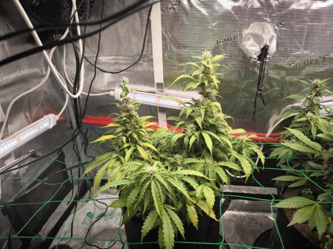 Validation #5 Sticky beast auto. Week 10 - 19/3