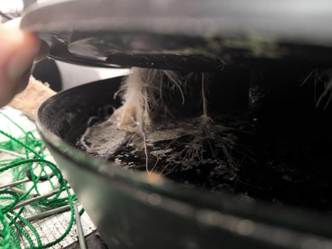 Validation #5 Sticky beast auto. Week 10 - 19/3
Roots decided to explore.