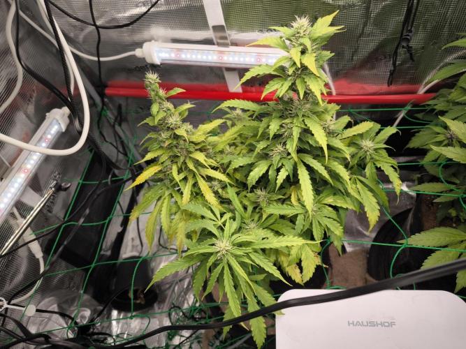 Validation #5 Sticky beast auto. Week 11 - 20/3