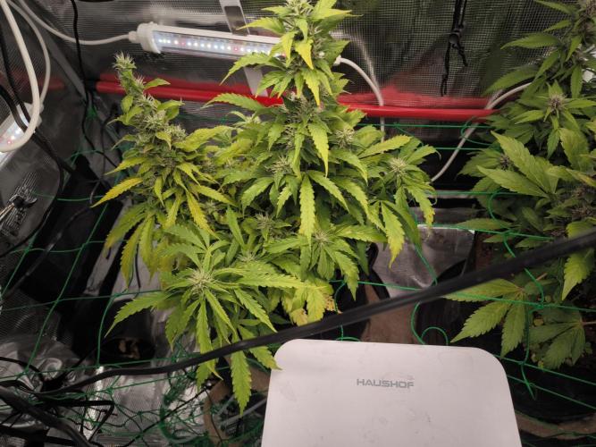 Validation #5 Sticky beast auto. Week 11 - 21/3