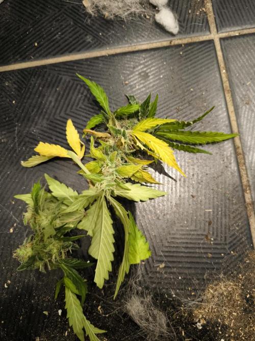 Validation #5 Sticky beast auto. Week 11 - 22/3 budrot