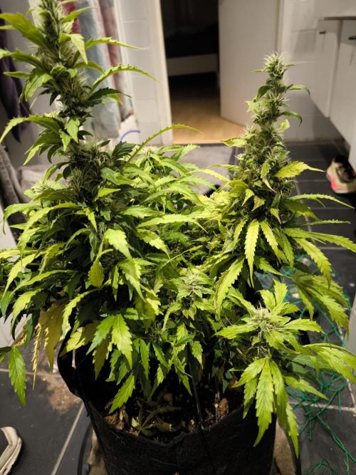 Validation #5 Sticky beast auto. Week 11 - 22/3 Looking up to find the budrot
