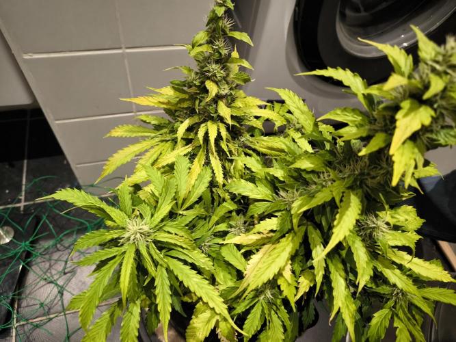 Validation #5 Sticky beast auto. Week 11 - 22/3 the main colas was way too dense, 
