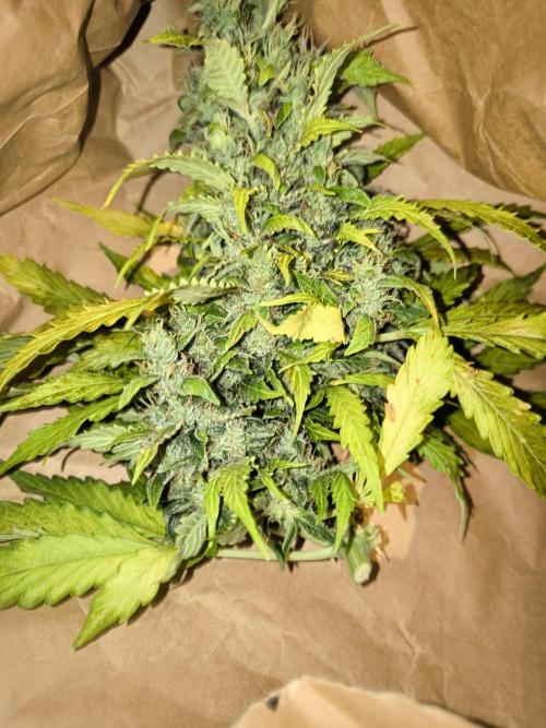 Validation #5 Sticky beast auto. Week 11 - 22/3 budrot on the main colas, decided to cut it