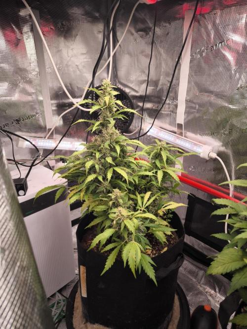 Validation #5 Sticky beast auto. Week 11 - 26/3 she still went strong