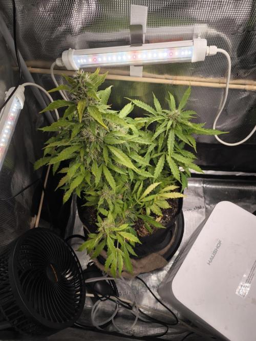 Validation #5 Sticky beast auto. Week 12 - 27/3