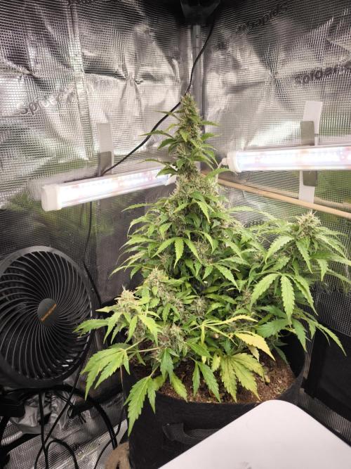 Validation #5 Sticky beast auto. Week 12 - 31/03