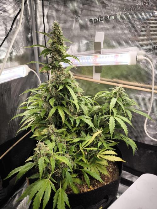 Validation #5 Sticky beast auto. Week 12 - 01/04