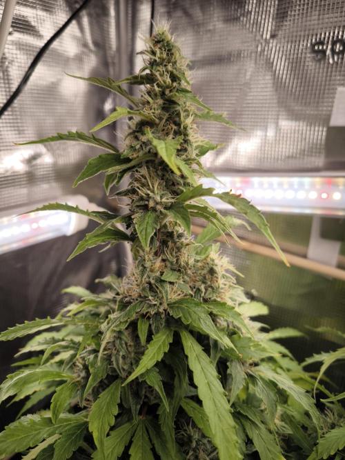 Validation #5 Sticky beast auto. Week 12 - 01/04