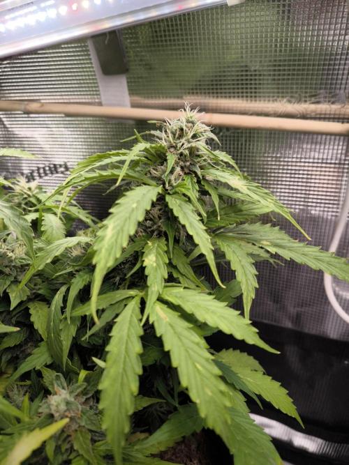 Validation #5 Sticky beast auto. Week 12 - 01/04