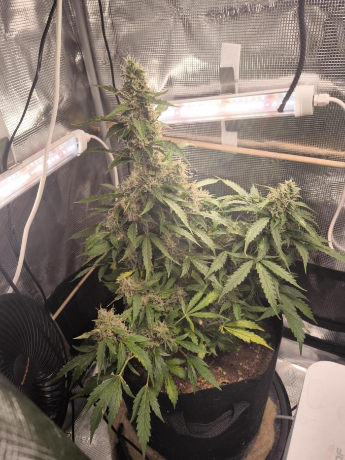 Validation #5 Sticky beast auto. Week 13 - 08/04