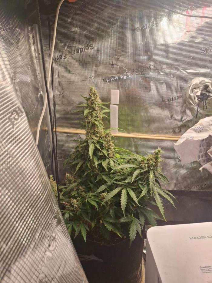Validation #5 Sticky beast auto. Week 14 - 16/04