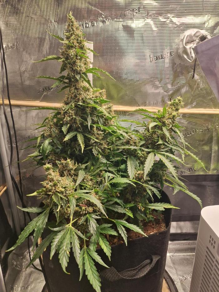 Validation #5 Sticky beast auto. Week 15 - 23/04