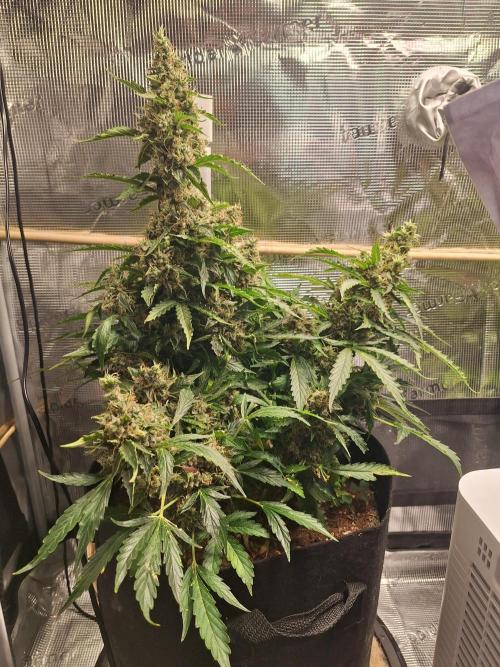 Grow Tent 2'x2' (70x70x160cm). Week 15