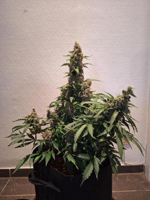 Validation #5 Sticky beast auto. Week 16 - 24/4