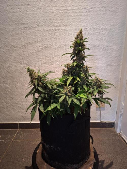Validation #5 Sticky beast auto. Week 16 - 24/4