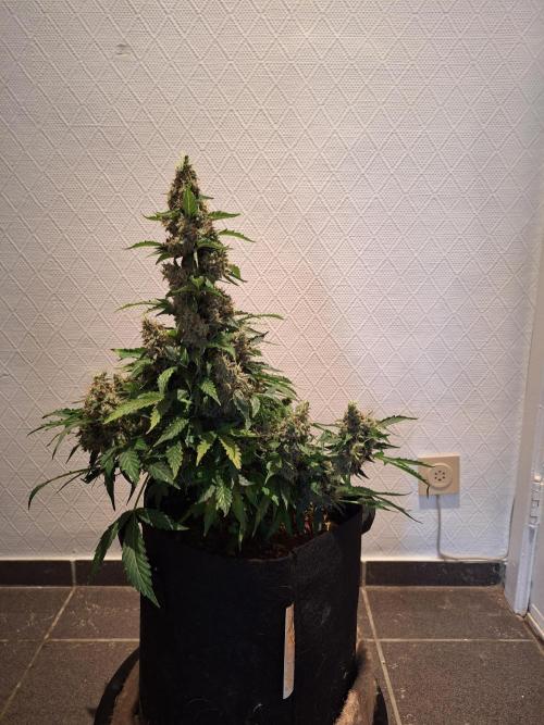 Validation #5 Sticky beast auto. Week 16 - 24/4