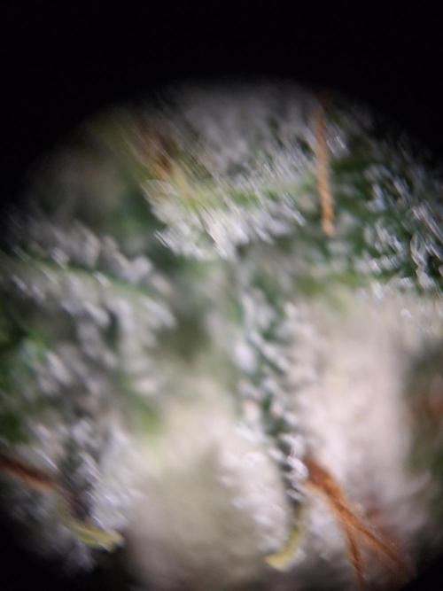 Validation #5 Sticky beast auto. Week 16 - gr8 covering of trich