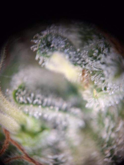 Validation #5 Sticky beast auto. Week 16 - gr8 covering of trich