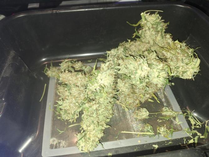 Validation #5 Sticky beast auto. Week 16 - lots of trich 