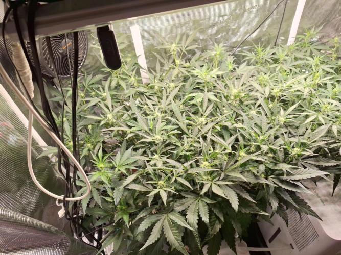 FB42 - Champion line - Mendo Frost Auto. Week 6