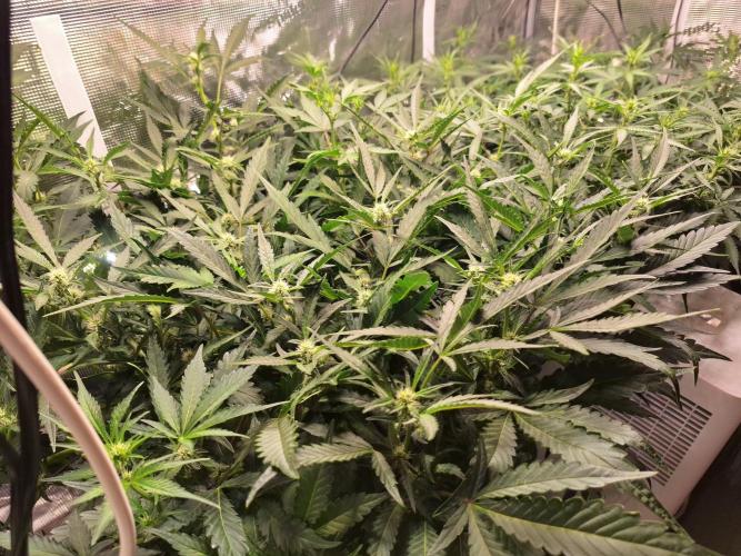 FB42 - Champion line - Mendo Frost Auto. Week 6