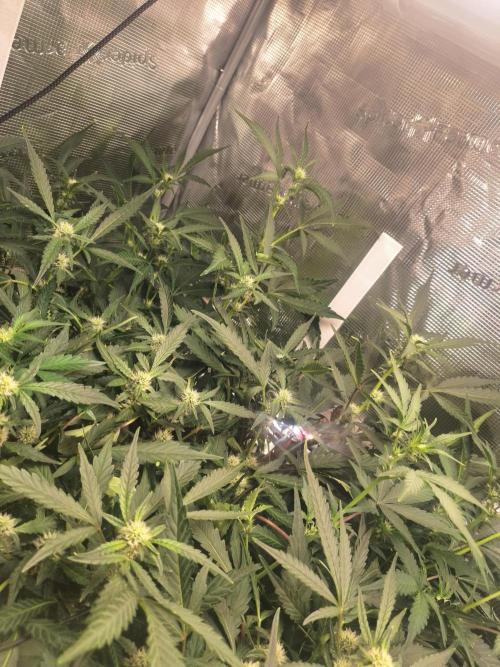 FB42 - Champion line - Mendo Frost Auto. Week 7 - 19/6