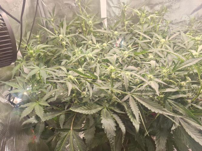 FB42 - Champion line - Mendo Frost Auto. Week 7 - 19/6