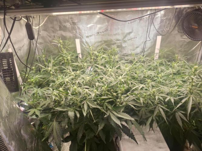Mendo Frost Auto. Week 7