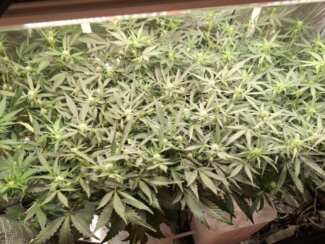 FB42 - Champion line - Mendo Frost Auto. Week 7 - 20/6