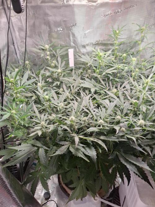 Mendo Frost Auto. Week 7