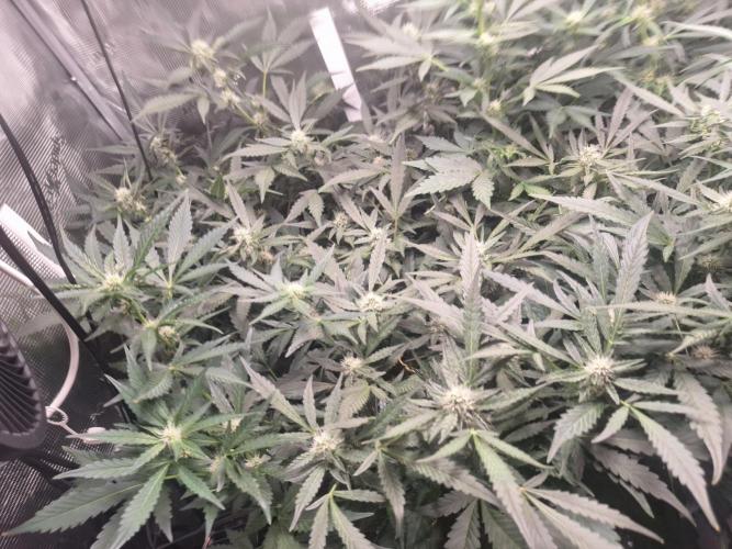 FB42 - Champion line - Mendo Frost Auto. Week 8 - 27/06