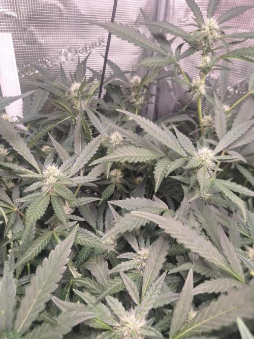 FB42 - Champion line - Mendo Frost Auto. Week 8 - 27/06