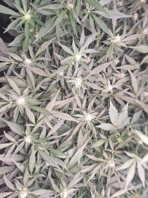 FB42 - Champion line - Mendo Frost Auto. Week 8 - 27/06