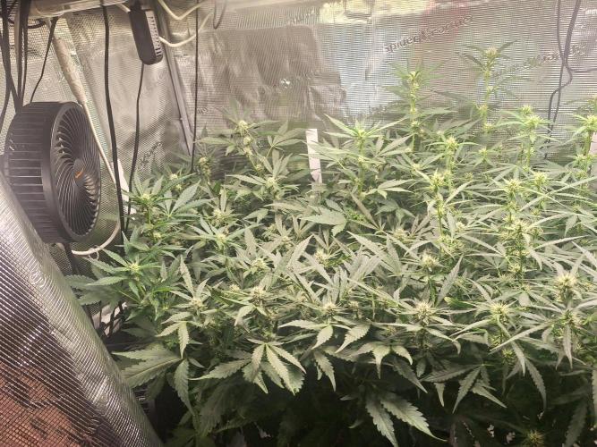 FB42 - Champion line - Mendo Frost Auto. Week 8 - 27/06