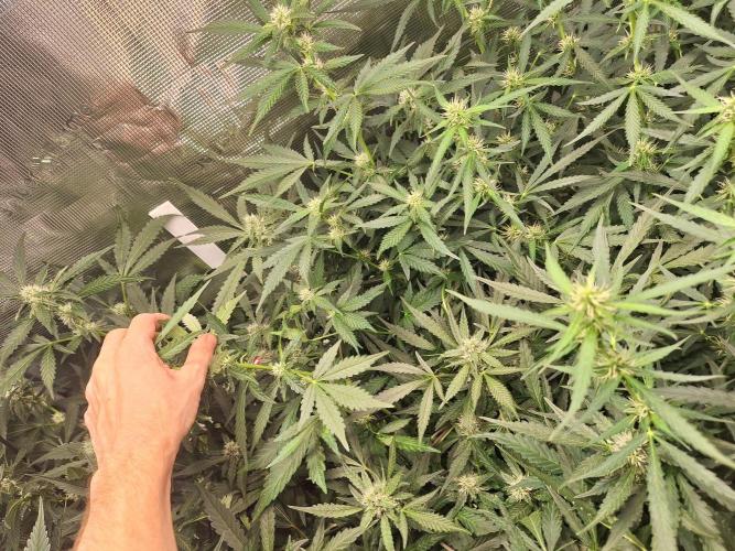 FB42 - Champion line - Mendo Frost Auto. Week 8 - 29/06