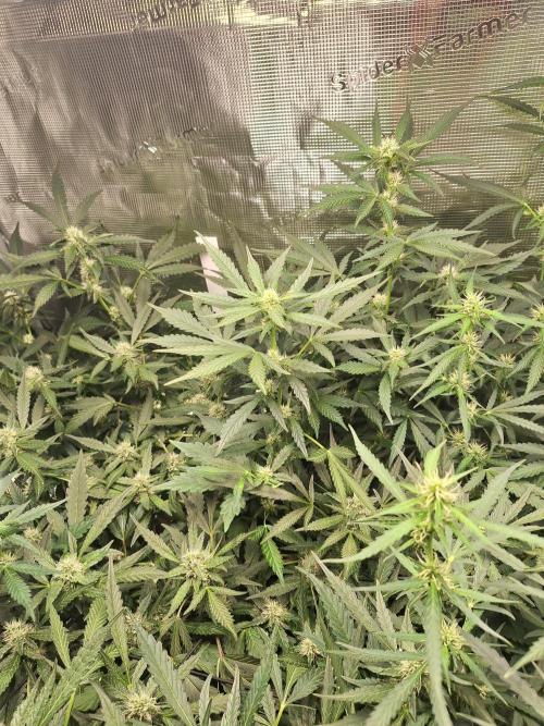 FB42 - Champion line - Mendo Frost Auto. Week 8 - 29/06