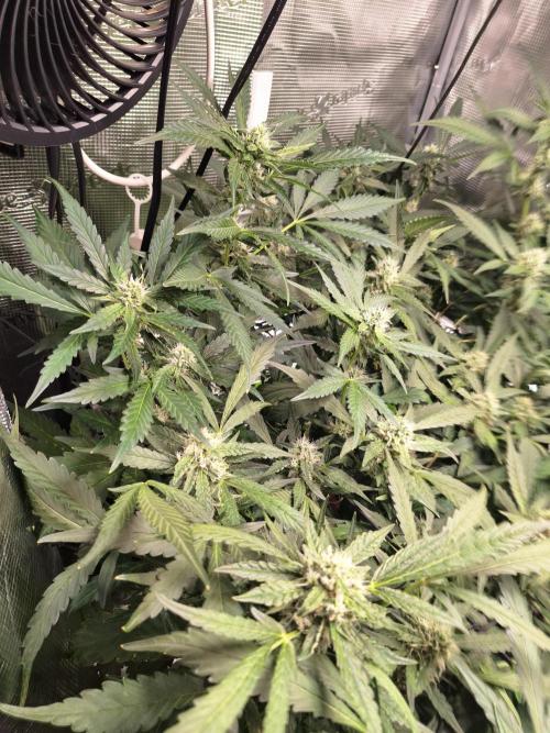 FB42 - Champion line - Mendo Frost Auto. Week 9 - 05/07