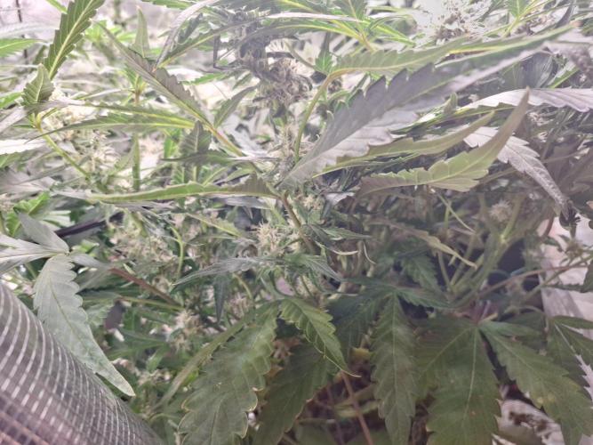 FB42 - Champion line - Mendo Frost Auto. Week 9 - 05/07